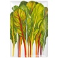 Блюдо сервировочное 33 х 22 см Taitu Erbette Dieta Mediterranea Vegetables