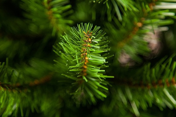 ТРИУМФ ЕЛЬ НОРВЕЖСКАЯ 45 СМ ЗЕЛЕНАЯ