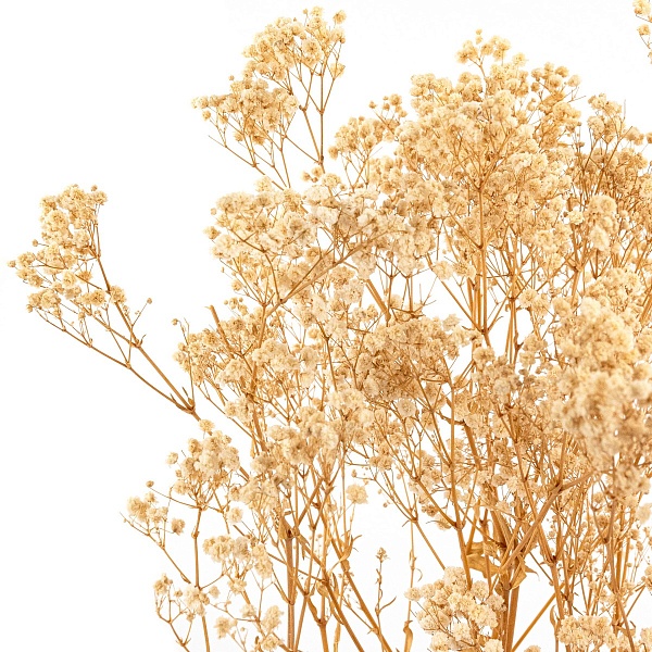 Набор Гипсофилы 75 см Азалия белый