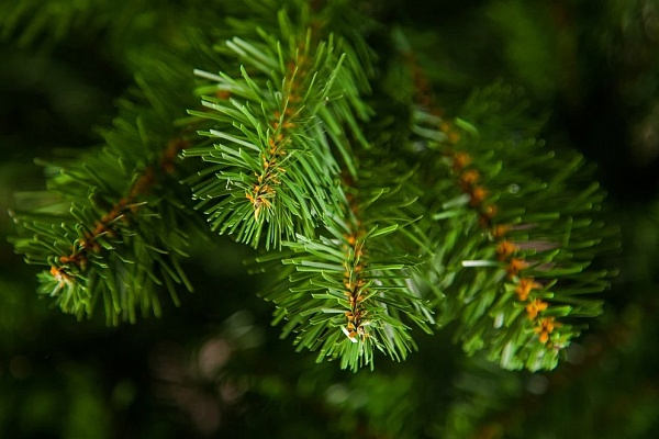 ТРИУМФ ЕЛЬ НОРВЕЖСКАЯ 45 СМ ЗЕЛЕНАЯ