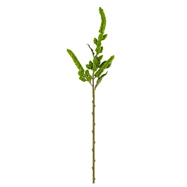 Амарант декоративный 85 см Азалия зеленый