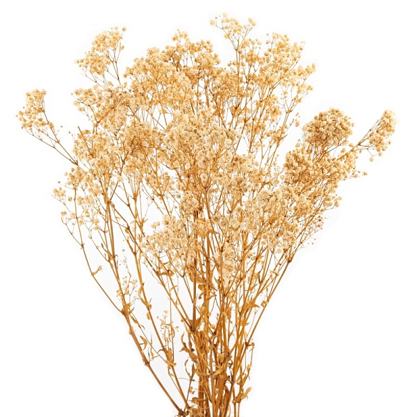 Набор Гипсофилы 75 см Азалия белый